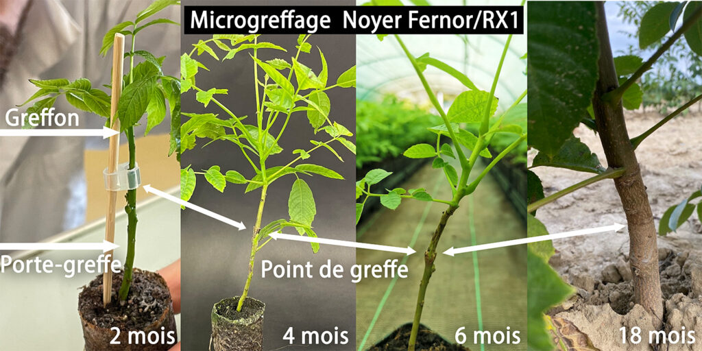 Microgreffage Noyer Fernor/RX1